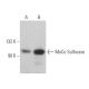 MoCo Sulfurase Antibody (D-6) - Western Blotting - Image 368940 