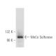 MoCo Sulfurase Antibody (D-6) - Western Blotting - Image 388954