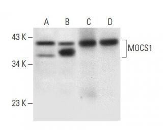 MOCS1 Antibody (G-6) - Western Blotting - Image 301296