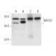 MOCS1 Antibody (G-6) - Western Blotting - Image 301296