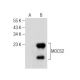 MOCS2 Antibody (G-9) - Western Blotting - Image 283623