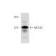 MOCS2 Antibody (G-9) - Western Blotting - Image 323774 