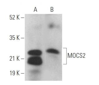 MOCS2 Antibody (G-9) - Western Blotting - Image 369418 