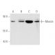 western blotting image from recommended Moesin (E-10) monoclonal antibody replacement. Image 3441