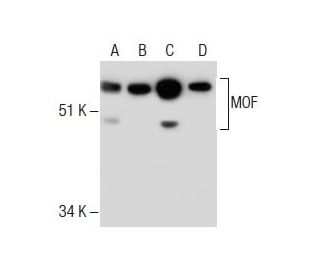 MOF Antibody (8C4C4) - Western Blotting - Image 285117 