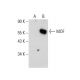 MOF Antibody (G-12) - Western Blotting - Image 135764 
