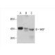 MOF Antibody (G-12) - Western Blotting - Image 393553