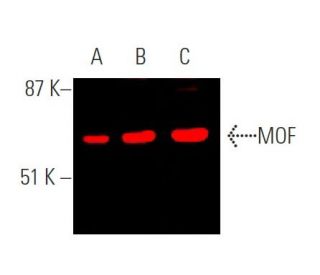 MOF Antibody (8C4C4) - Western Blotting - Image 370681