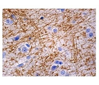 MOG Antibody (D-10) | SCBT - Santa Cruz Biotechnology