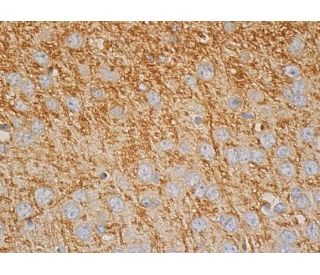 MOG Antibody (D-10) | SCBT - Santa Cruz Biotechnology