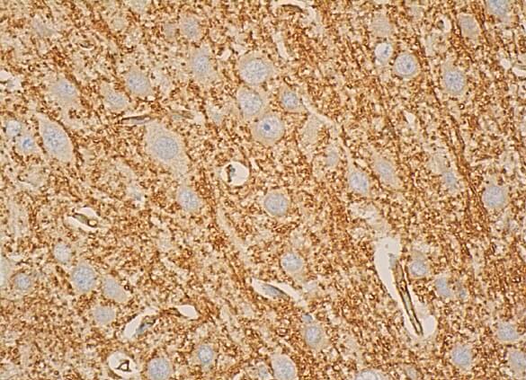 MOG Antibody (D-10) | SCBT - Santa Cruz Biotechnology