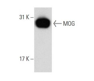 MOG Antibody (D-10) - Western Blotting - Image 68208 