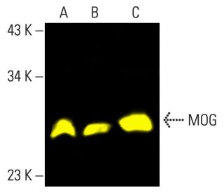 MOG Antibody (D-10) | SCBT - Santa Cruz Biotechnology