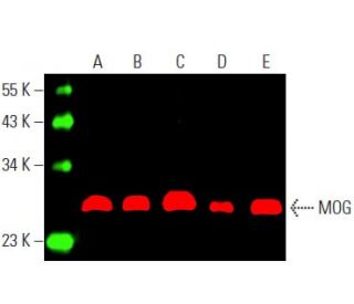 MOG Antibody (D-2) - Western Blotting - Image 397471