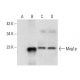 Mog1p Antibody (F-8) - Western Blotting - Image 301391