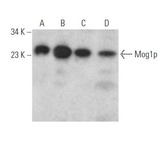 Mog1p Antibody (F-8) - Western Blotting - Image 372893 