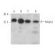 Mog1p Antibody (F-8) - Western Blotting - Image 372893 
