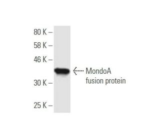 MondoA Antibody (5F3) - Western Blotting - Image 349527