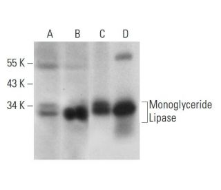 Monoglyceride Lipase Antibody (C-11): m-IgG Fc BP-HRP Bundle