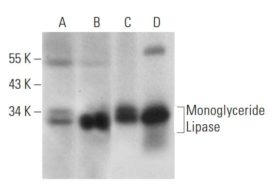 melanotan how long does it last how long does melanotan last in your system Melanotan II