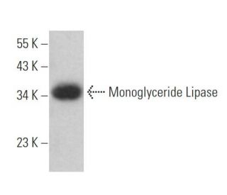 Monoglyceride Lipase Antibody (C-11)