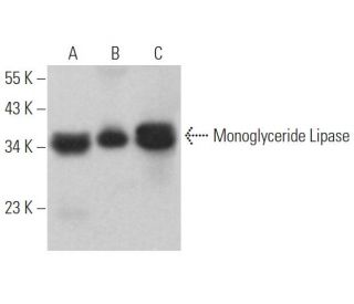Monoglyceride Lipase Antibody (C-11) | SCBT - Santa Cruz
