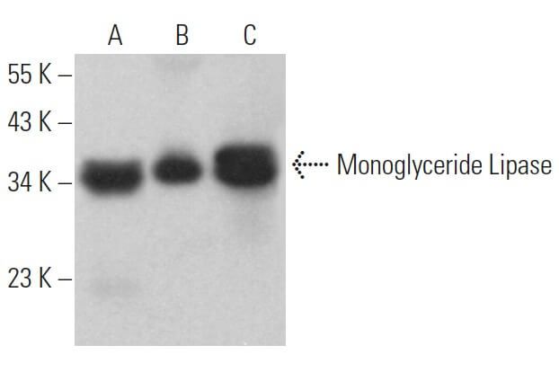 what does the c rating on lipo batteries mean Monoglyceride Lipase Antibody (C-11) | SCBT
