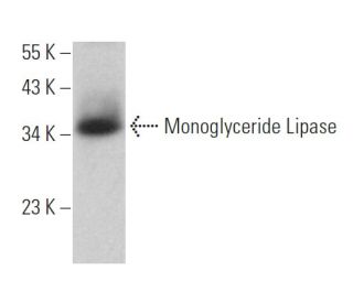 Monoglyceride Lipase Antibody (C-11)