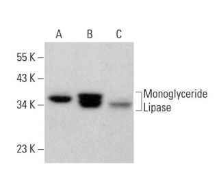Monoglyceride Lipase Antibody (C-11)