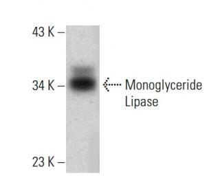 Monoglyceride Lipase Antibody (C-11)