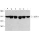 western blotting image from recommended MOR-1 (D-12) monoclonal antibody replacement. Image 385719