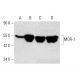 MOR-1 Antibody (D-12) - Western Blotting - Image 382025