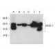 MOR-1 Antibody (D-12) - Western Blotting - Image 398523 