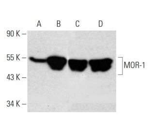 MOR-1 Antibody (D-12) - Western Blotting - Image 382025Each CRISPR/Cas9 Knockout (KO) Plasmid product consists of a pool of 3 plasmids designed to ensure identification and cleavage of a specific gene for maximum knockout efficiency. Each plasmid encodes a unique 20 nt sequence derived from the GeCKO (v2) library.