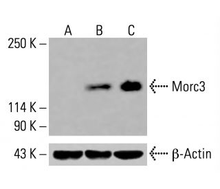 Morc3 Antibody (G-12) - Western Blotting - Image 415692