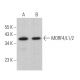 MORF4/L1/2 Antibody (D-9) - Western Blotting - Image 367022