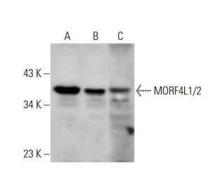 MORF4L1/2 Antibody (E-2) - Western Blotting - Image 325165 