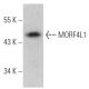 MORF4L1 Antibody (E-8) - Western Blotting - Image 367028 