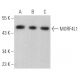 MORF4L1 Antibody (E-8) - Western Blotting - Image 367036