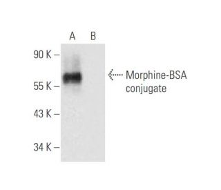 Morphine Antibody (201) - Western Blotting - Image 57728