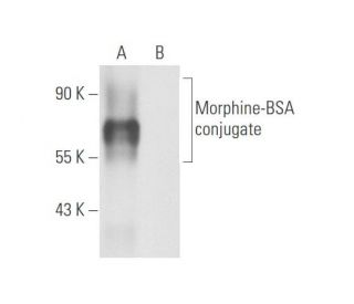 Morphine Antibody (3A6) - Western Blotting - Image 57687