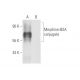 Morphine Antibody (3A6) - Western Blotting - Image 57687