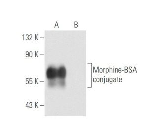 Morphine Antibody (MOP-7) - Western Blotting - Image 57688