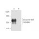 Morphine Antibody (MOP-7) - Western Blotting - Image 57688