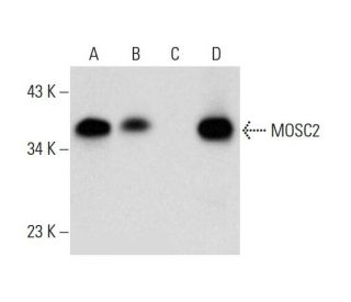 MOSC2 Antibody (H-7) - Western Blotting - Image 317938 