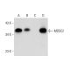 MOSC2 Antibody (H-7) - Western Blotting - Image 317938 