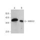 MOSC2 Antibody (H-7) - Western Blotting - Image 384754