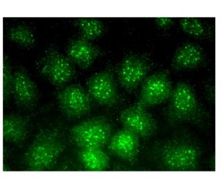 MOSPD1 Antibody (G-7) - Immunofluorescence - Image 314832 