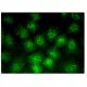 MOSPD1 Antibody (G-7) - Immunofluorescence - Image 314832 