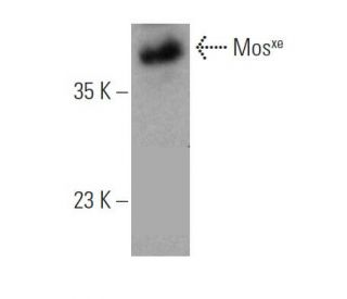 western blotting image from recommended Mosxe (B-4) monoclonal antibody replacement. Image 371028